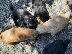 Vand catelusi Caniche