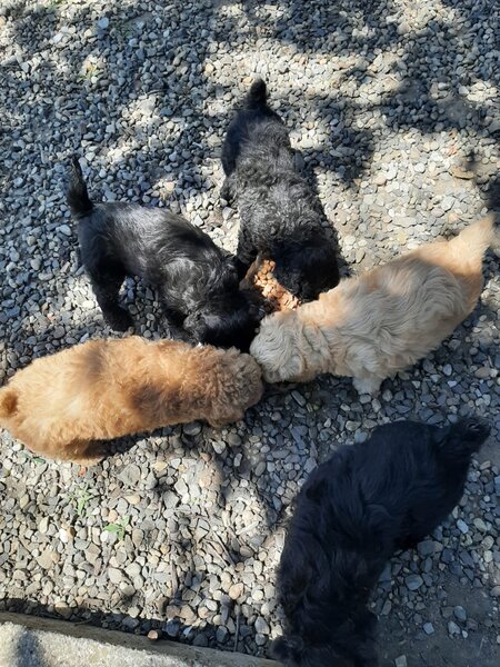 Vand catelusi Caniche