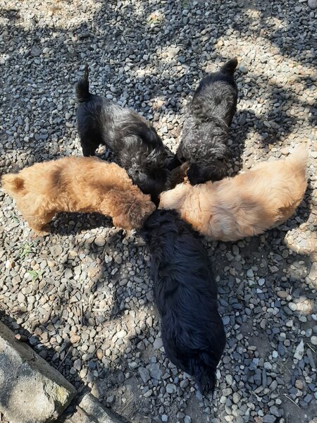 Vand catelusi Caniche