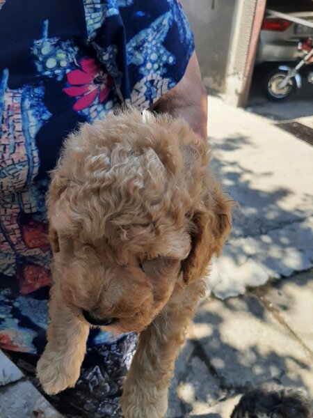 Vand catelusi Caniche