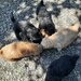 Vand catelusi Caniche
