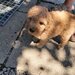 Vand catelusi Caniche
