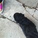 Vand catelusi Caniche